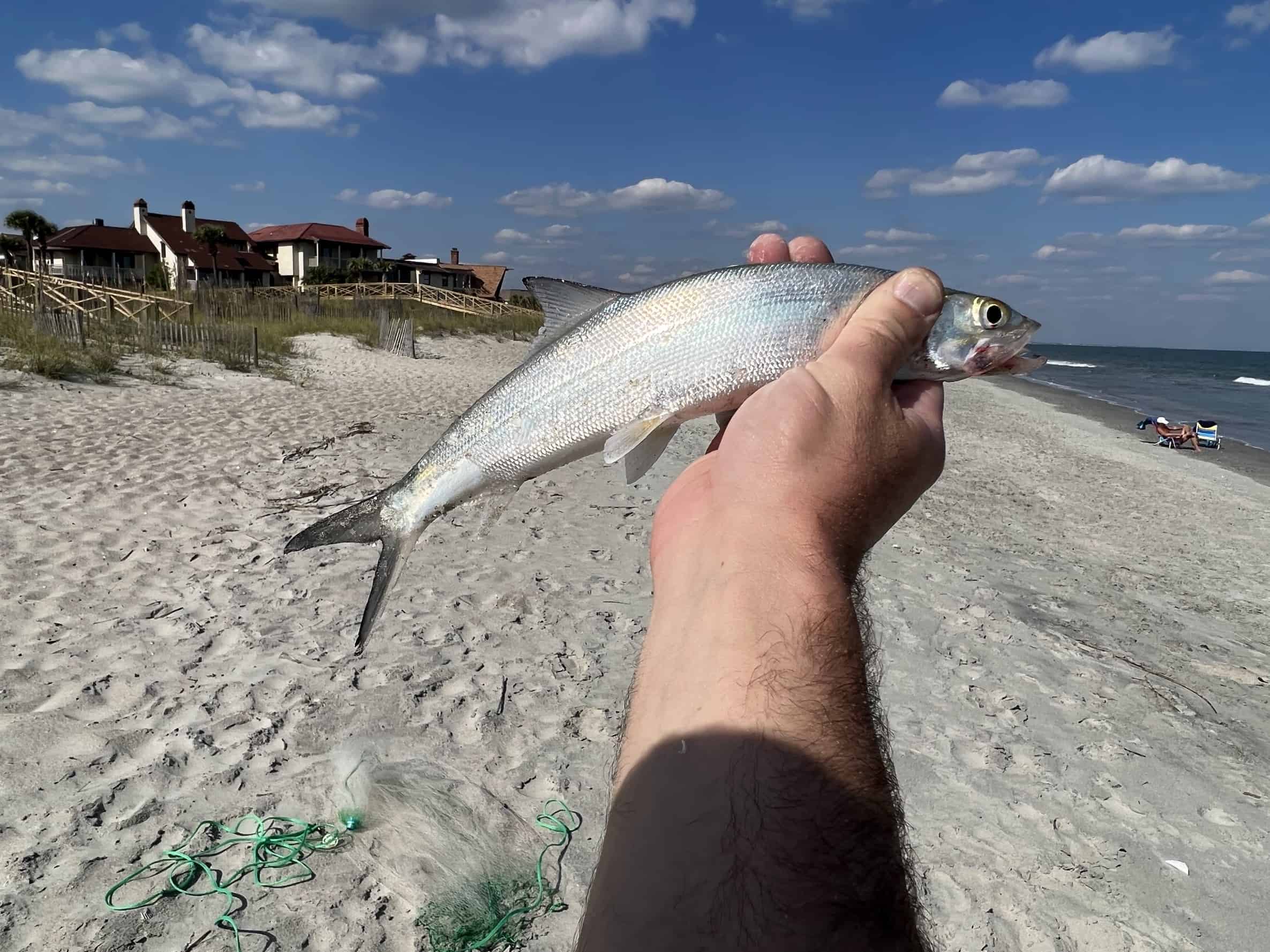 hand holding ladyfish on beach