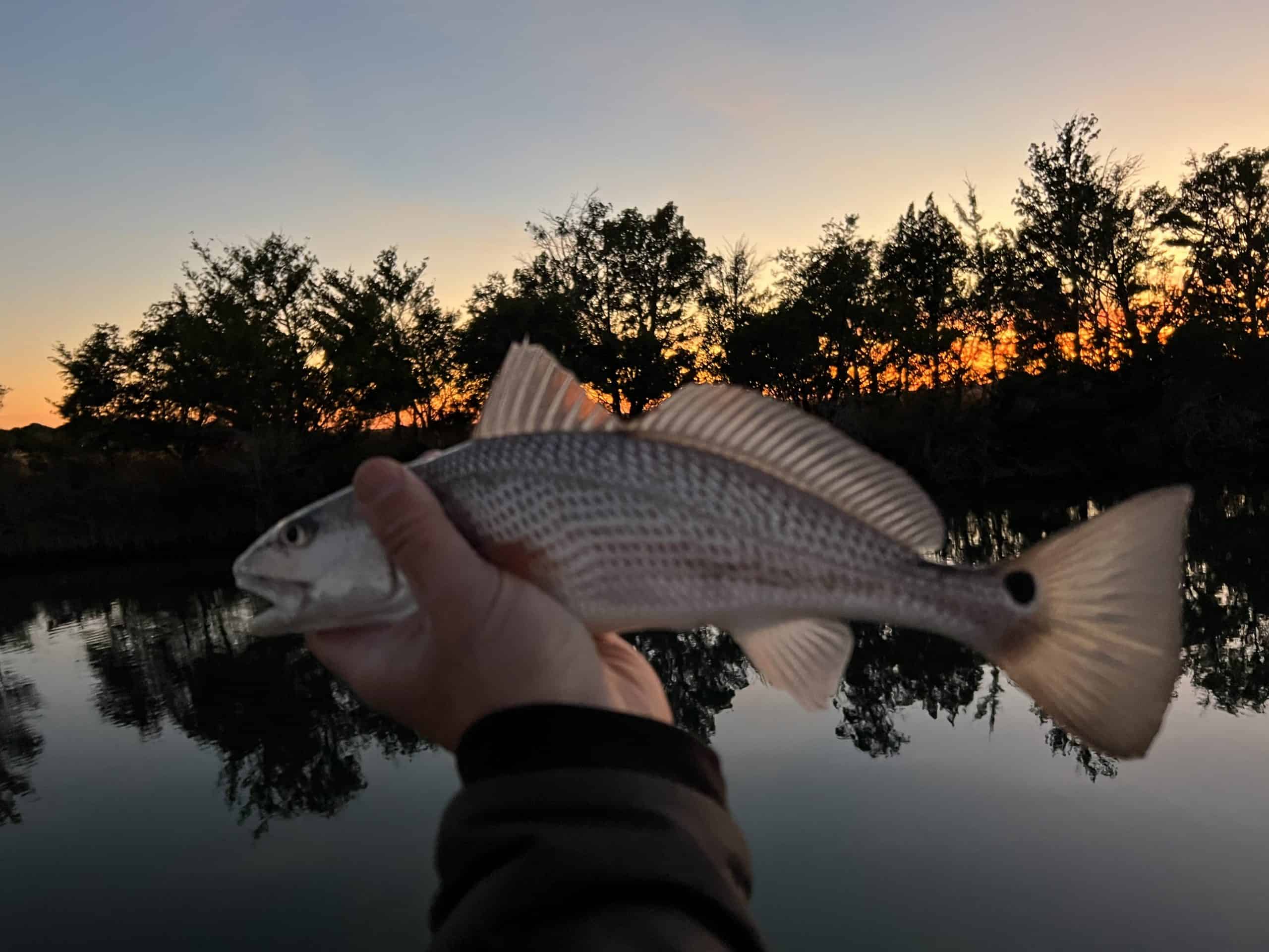 hand holding redfish with sunset in background