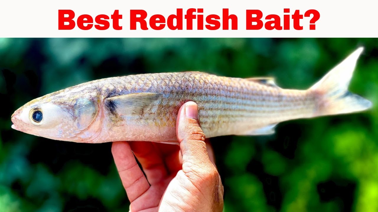 Best Natural Bait for Redfish